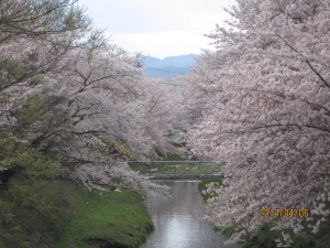 玉川桜